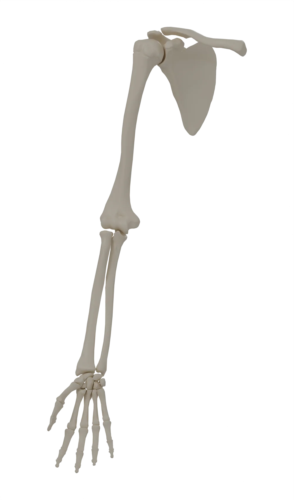 Bones of the right upper limb, anterior view: scapula, clavicle, humerus, radius, ulna and hand
